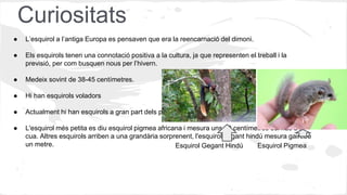 Curiositats
● L’esquirol a l’antiga Europa es pensaven que era la reencarnació del dimoni.
● Els esquirols tenen una connotació positiva a la cultura, ja que representen el treball i la
previsió, per com busquen nous per l’hivern.
● Medeix sovint de 38-45 centímetres.
● Hi han esquirols voladors
● Actualment hi han esquirols a gran part dels parcs del món.
● L'esquirol més petita es diu esquirol pigmea africana i mesura uns 13 centímetres del nas a la
cua. Altres esquirols arriben a una grandària sorprenent, l'esquirol gegant hindú mesura gairebé
un metre. Esquirol PigmeaEsquirol Gegant Hindú
 