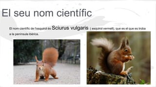 El seu nom científic
El nom científic de l’esquirol és Sciurus vulgaris ( esquirol vermell), que es el que es troba
a la península ibèrica.
 