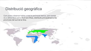 Distribució geogràfica
Com podeu observar habita a tota la península Ibèrica, però també
viu a altres llocs com a Sud-est d'Àsia, distribuïts principalment a les
províncies del sud de la Xina.
 