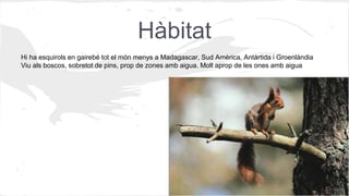 Hàbitat
Hi ha esquirols en gairebé tot el món menys a Madagascar, Sud Amèrica, Antàrtida i Groenlàndia
Viu als boscos, sobretot de pins, prop de zones amb aigua. Molt aprop de les ones amb aigua
 