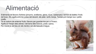 Alimentació
S'alimenta de llavors d'arbres (pinyons, avellanes, glans, nous, castanyes) i també de bolets i fruits
del bosc. Els agafa amb les potes del davant, els pela i se'ls menja. També pot menjar ous i petits
ocells.
Té el costum de enterrar fruits i llavors per guardar-los per a l’hivern.
Agafa el menjar dels arbres i del terra dels boscos, prats i parcs.
Per treure la set beu en els rierols o en els bassals d’aigua.
 