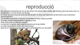 reproducció
Els esquirols construeixen els nius en els arbres i els cobreix fulles i molsa, allà donaran a llum les seves cries. La
femella feta 3 o 4 cries durant uns 40 dies.
En néixer els petits esquirols tenen els ulls tancats i no tenen pèl s'alimenten de llet durant unes 5 setmanes
aproximadament.
Les femelles acostumen a reproduïr-se del febrer al març i del juny al juliol.
És poden quedar embarassades 2 vegades a l’any.
Solen tenir entre 4 i 6 fills per ventrada.
La mare té 8 mugrons, cada cadell el reconeix per el seu olfacte.
La mare transporta les seves cries amb la boca.
Quan té un mes els esquirols saben servir correctament la cua i les potes.
 