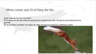 Altres coses que fa al llarg del dia
Quan nota els humans fuig ràpid.
No hiverna; en els dies freds es queda al niu menjant els fruits i les llavors que prèviament ha
guardat.
És un fantàstic acròbata i és capaç de saltar de branca en branca i d'arbre en arbre.
 