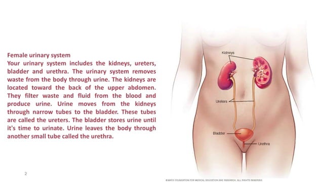 URINARY TRACT INFECTION UTI CARE AT MAYO CLINIC visual data 6