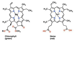 The hemoglobin is a coordination compound of iron.
 