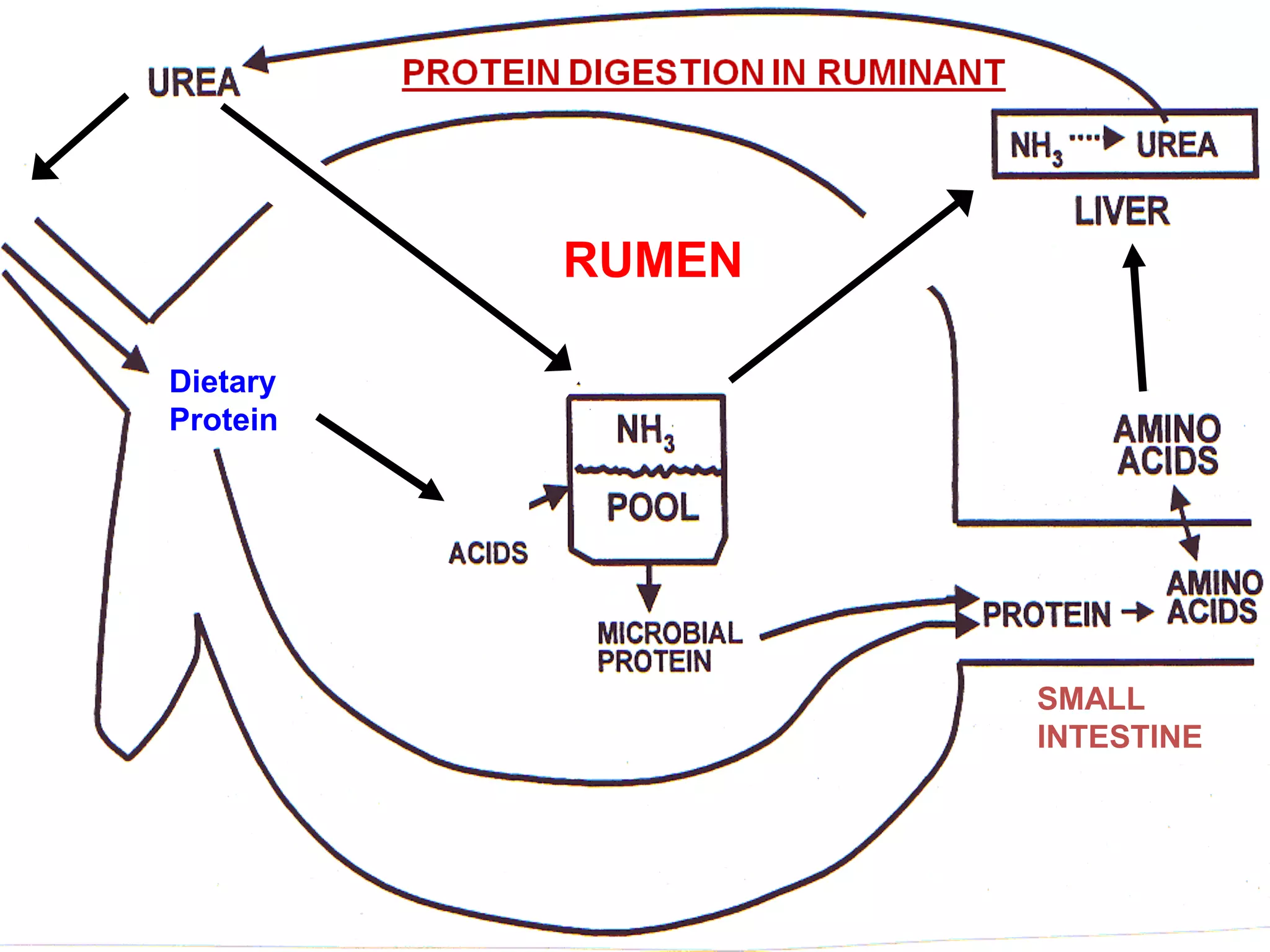 Bypass fat and bypass protein in livestock feeding PPT