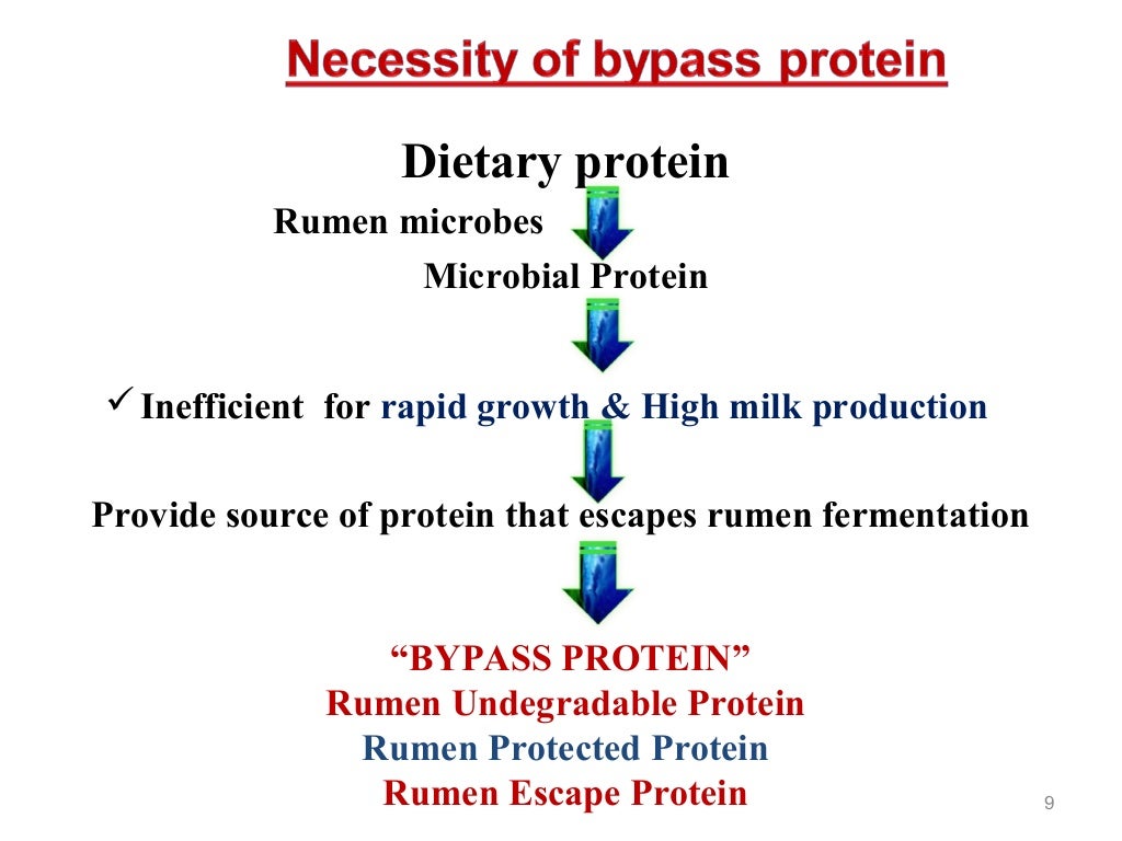 Bypass fat and bypass protein in livestock feeding