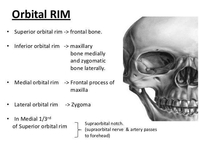 By pd anatomy of the orbit