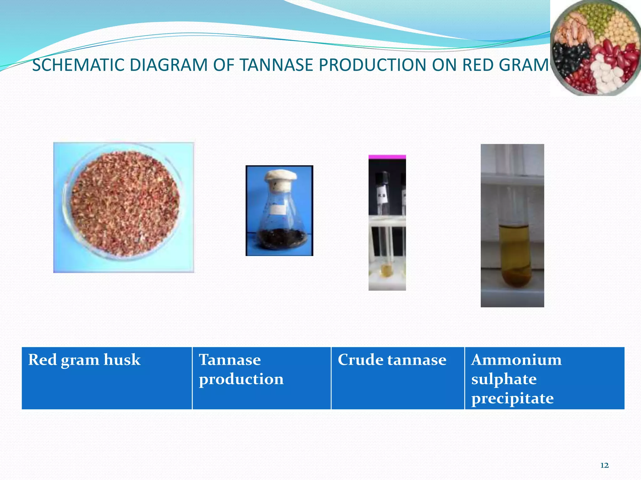 SCHEMATIC DIAGRAM OF TANNASE PRODUCTION ON RED GRAM HUSK
Red gram husk Tannase
production
Crude tannase Ammonium
sulphate
precipitate
12
 