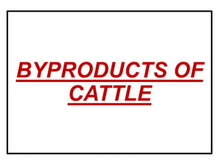 BYPRODUCTS OF
CATTLE
 