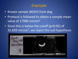 Example
• Known sample (#02H) from dog
• Protocol is followed to obtain a sample mean
value of 17980 micron2
• Since this is below the cutoff (p<0.05) of
32,839 micron2, we reject the null hypothesis
 