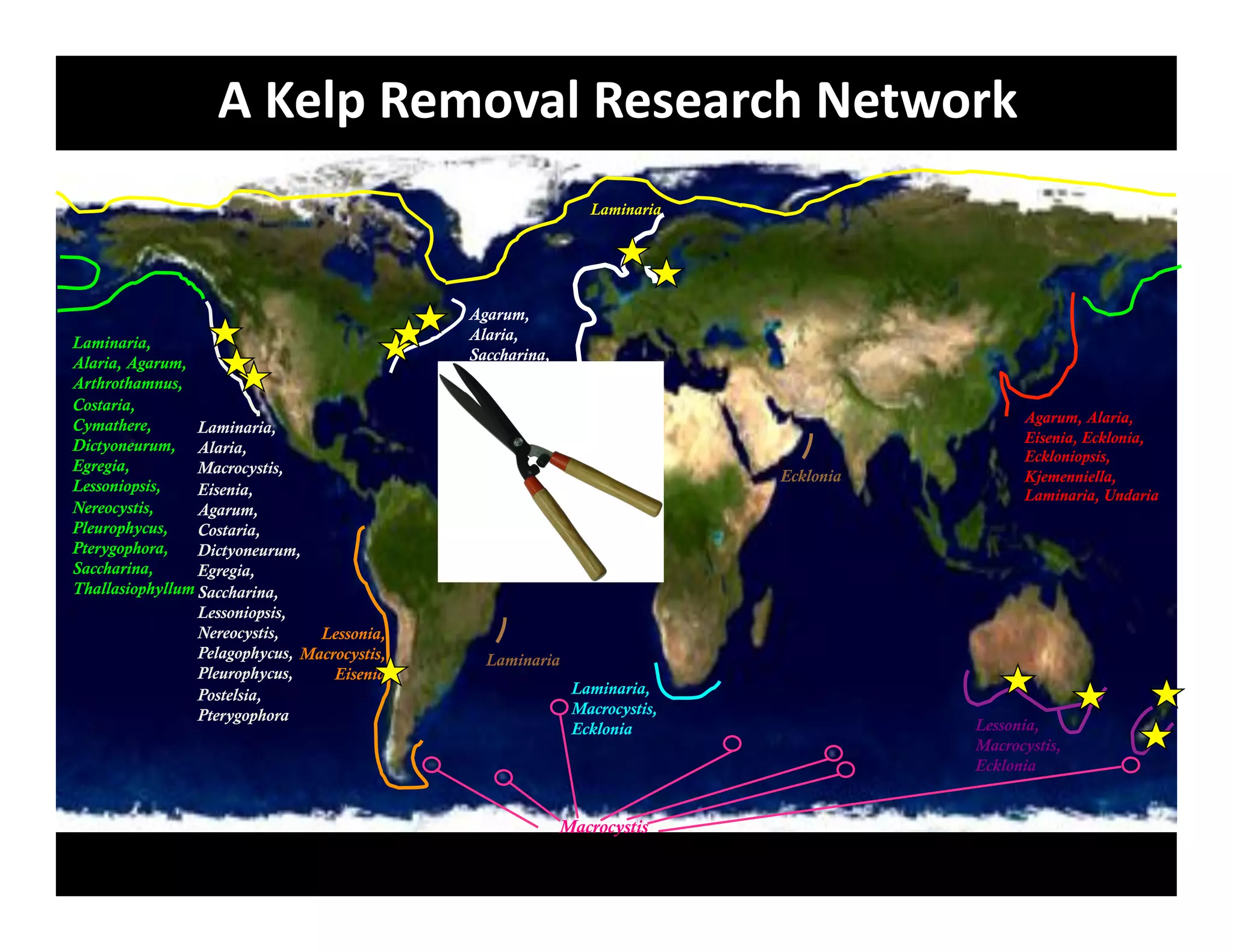 +&3$5I&O$B.G"5&O$*$"#89&]$A4.#L&
                                                               Laminaria




                                              Agarum,
Laminaria,                                    Alaria,
Alaria, Agarum,                               Saccharina,
Arthrothamnus,                                Laminaria
Costaria,
Cymathere,                                                                                   Agarum, Alaria,
                 Laminaria,
Dictyoneurum, Alaria,                                                                        Eisenia, Ecklonia,
                                                                                             Eckloniopsis,
Egregia,         Macrocystis,                                               Ecklonia         Kjemenniella,
Lessoniopsis,    Eisenia,                                                                    Laminaria, Undaria
Nereocystis,     Agarum,
Pleurophycus,    Costaria,
Pterygophora,    Dictyoneurum,
Saccharina,      Egregia,
Thallasiophyllum Saccharina,
                 Lessoniopsis,
                 Nereocystis,    Lessonia,
                 Pelagophycus, Macrocystis,     Laminaria
                 Pleurophycus,     Eisenia
                 Postelsia,                                  Laminaria,
                 Pterygophora                                Macrocystis,
                                                             Ecklonia                  Lessonia,
                                                                                       Macrocystis,
                                                                                       Ecklonia


                                                            Macrocystis
 