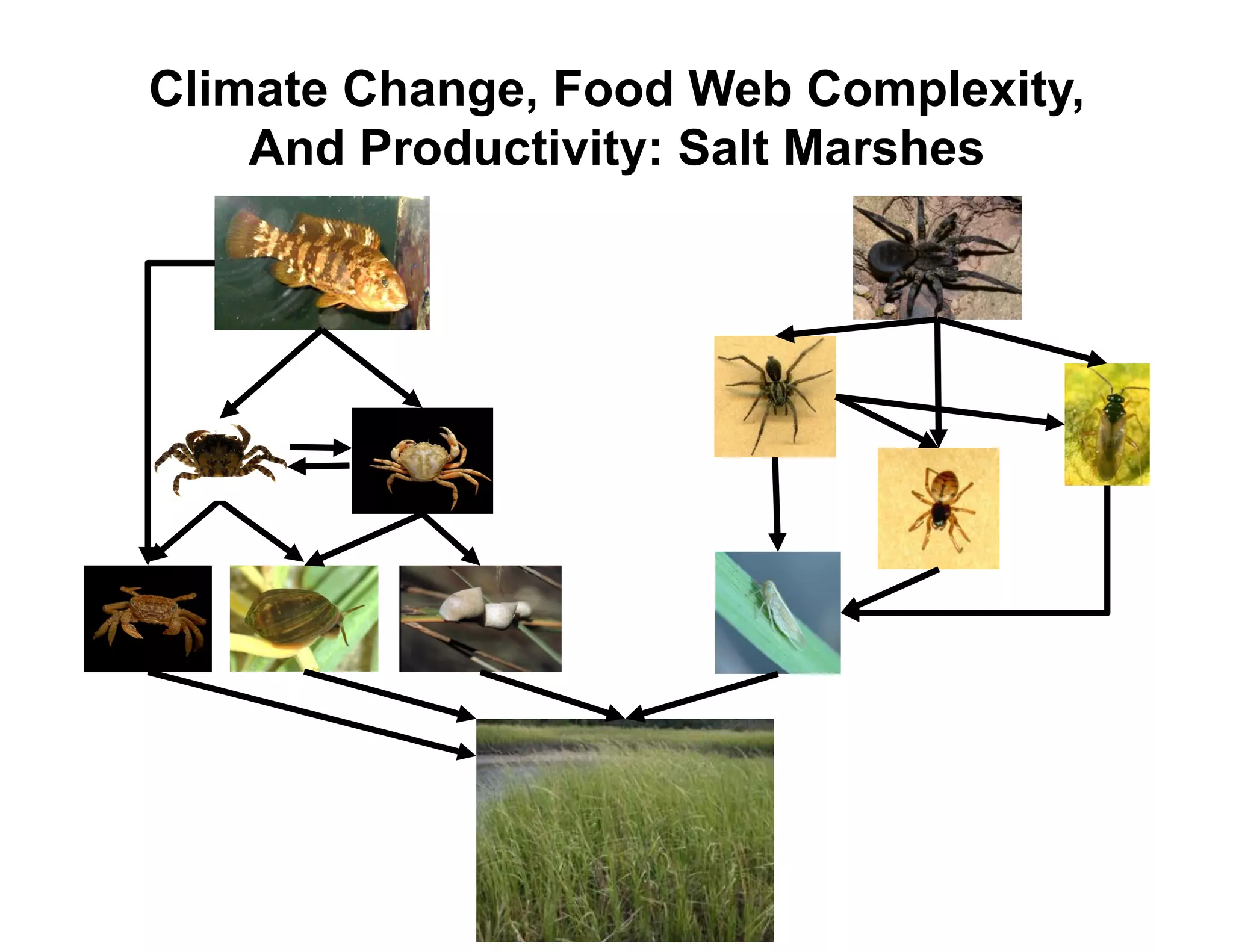 Climate Change, Food Web Complexity,
    And Productivity: Salt Marshes
 
