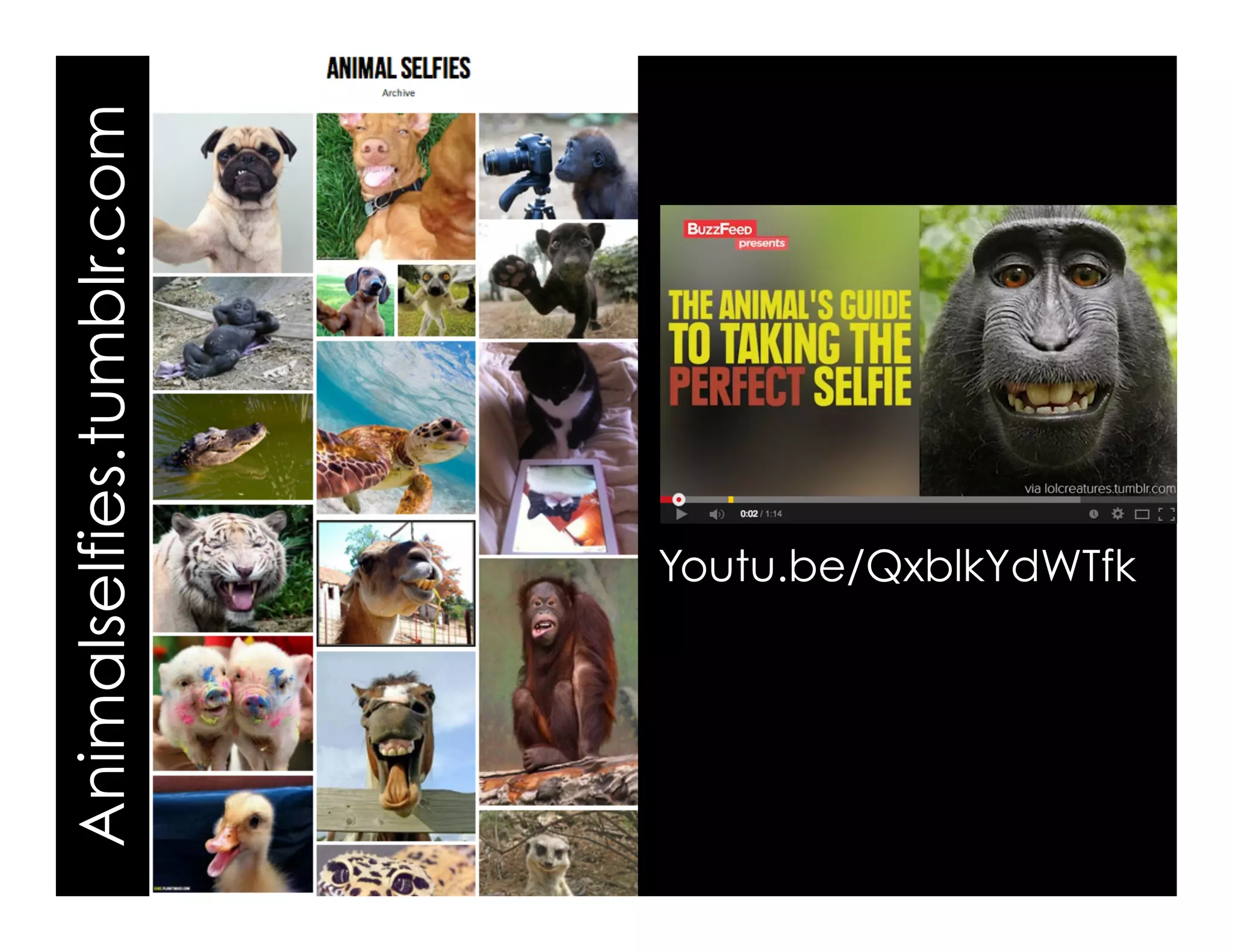 Animalselfies.tumblr.com
Youtu.be/QxblkYdWTfk
 