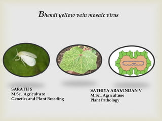 Bhendi yellow vein mosaic virus
SARATH S
M.Sc., Agriculture
Genetics and Plant Breeding
SATHIYA ARAVINDAN V
M.Sc., Agriculture
Plant Pathology
 
