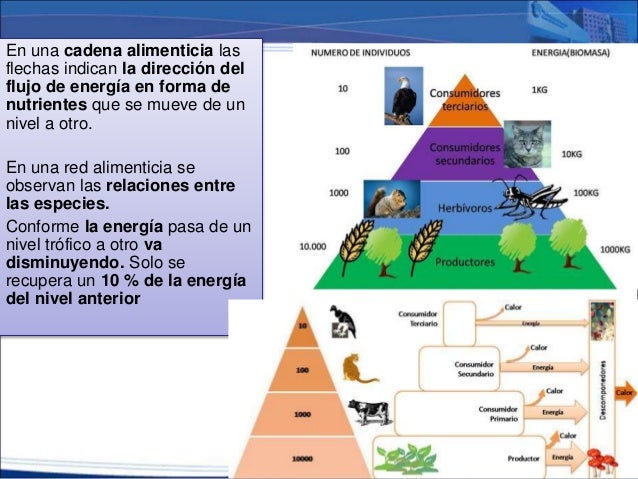 cadena alimenticia biotica 17 factores bioticos y abioticos cadena alimenticia biotica 17 factores bioticos y abioticos