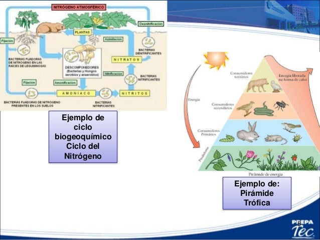 17. factores bioticos y abioticos
