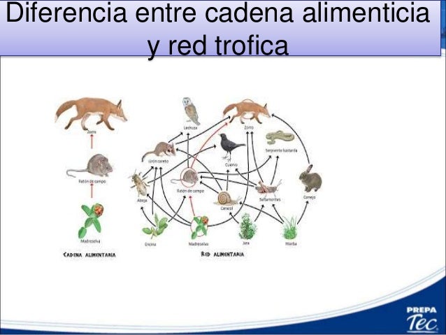 cadena alimentaria y red trofica diferencia 17 factores bioticos y abioticos cadena alimentaria y red trofica diferencia 17 factores bioticos y abioticos