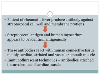  Patient of rheumatic fever produce antibody against 
streptococcal cell wall and membrane protiens 
 Streptococcal antigen and human myocarium 
appears to be identical antigenically 
 These antibodies react with human connective tissue 
mainly cardiac , striated and vascular smooth muscle 
 Immunoflurescent techniques – antibodies atteched 
to sarcolemma of cardiac muscle 
 