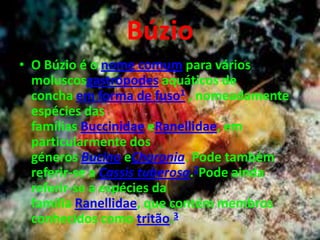 Búzio
• O Búzio é o nome comum para vários
moluscosgastrópodes aquáticos de
concha em forma de fuso1 , nomeadamente
espécies das
famílias Buccinidae eRanellidae, em
particularmente dos
géneros Bucino eCharonia. Pode também
referir-se a Cassis tuberosa.2Pode ainda
referir-se a espécies da
família Ranellidae, que contém membros
conhecidos como tritão.3
 