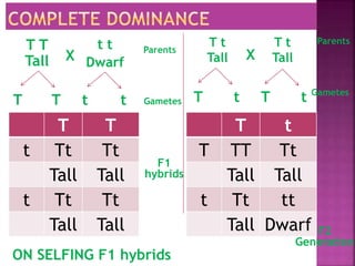 X
T T
Tall
t t
Dwarf
Parents
T t
T t Gametes
F1
hybrids
T t
Tall
T t
Tall
X
ON SELFING F1 hybrids
T T
t t
F2
Generation
T T
t Tt Tt
Tall Tall
t Tt Tt
Tall Tall
Parents
Gametes
T t
T TT Tt
Tall Tall
t Tt tt
Tall Dwarf
 