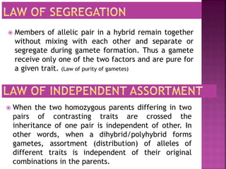  Members of allelic pair in a hybrid remain together
without mixing with each other and separate or
segregate during gamete formation. Thus a gamete
receive only one of the two factors and are pure for
a given trait. (Law of purity of gametes)
 When the two homozygous parents differing in two
pairs of contrasting traits are crossed the
inheritance of one pair is independent of other. In
other words, when a dihybrid/polyhybrid forms
gametes, assortment (distribution) of alleles of
different traits is independent of their original
combinations in the parents.
 