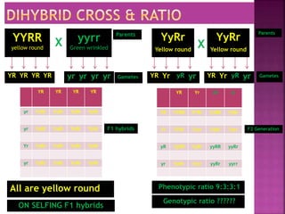 X
YYRR
yellow round
yyrr
Green wrinkled
Parents
Gametes
F1 hybrids
YyRr
Yellow round
X
ON SELFING F1 hybrids
YR yr
F2 Generation
YR YR YR YR
yr YyRr YyRr YyRr YyRr
yr YyRr YyRr YyRr YyRr
Yr YyRr YyRr YyRr YyRr
yr YyRr YyRr YyRr YyRr
Parents
Gametes
YR YR YR YR yr yr yr yr
All are yellow round
Yr yR YR yr
Yr yR
YR Yr yR yr
YR YYRR YYRr YyRR YyRr
Yr YYRr Yyrr YyRr Yyrr
yR YyRR YyRr yyRR yyRr
yr YyRr Yyrr yyRr yyrr
YyRr
Yellow round
Phenotypic ratio 9:3:3:1
Genotypic ratio ??????
 
