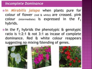  In Mirabilis jalapa when plants pure for
colour of flower (red & white) are crossed. pink
colour (intermediate) is expressed in the F1
hybrids.
 In the F2 hybrids the phenotypic & genotypic
ratio is 1:2:1 & not 3:1 as incase of complete
dominance. Red & white colour reappears
suggesting no mixing/blending of genes.
 Incomplete Dominance
 