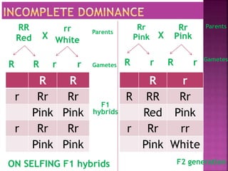 X
RR
Red
rr
White
Parents
R r
R r Gametes
F1
hybrids
Rr
Pink
Rr
Pink
X
ON SELFING F1 hybrids
R R
r r
R R
r Rr Rr
Pink Pink
r Rr Rr
Pink Pink
Parents
Gametes
R r
R RR Rr
Red Pink
r Rr rr
Pink White
F2 generation
 