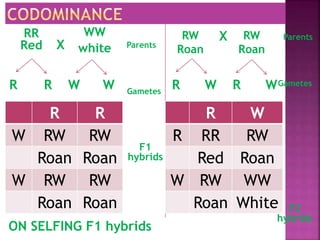 X
RR
Red
WW
white
R W
R W
X
ON SELFING F1 hybrids
R R
W W
RW
Roan
RW
Roan
R R
W RW RW
Roan Roan
W RW RW
Roan Roan
R W
R RR RW
Red Roan
W RW WW
Roan White
Parents
Gametes
F1
hybrids
F2
hybrids
Parents
Gametes
 