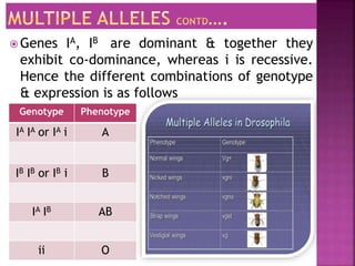 Genotype Phenotype
IA IA or IA i A
IB IB or IB i B
IA IB AB
ii O
 Genes IA, IB are dominant & together they
exhibit co-dominance, whereas i is recessive.
Hence the different combinations of genotype
& expression is as follows
 