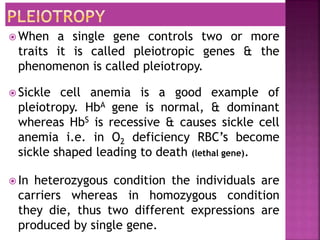  When a single gene controls two or more
traits it is called pleiotropic genes & the
phenomenon is called pleiotropy.
 Sickle cell anemia is a good example of
pleiotropy. HbA gene is normal, & dominant
whereas HbS is recessive & causes sickle cell
anemia i.e. in O2 deficiency RBC’s become
sickle shaped leading to death (lethal gene).
 In heterozygous condition the individuals are
carriers whereas in homozygous condition
they die, thus two different expressions are
produced by single gene.
 