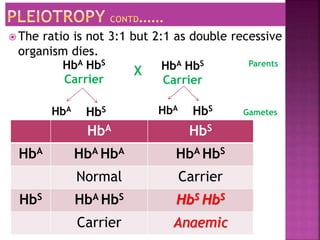  The ratio is not 3:1 but 2:1 as double recessive
organism dies.
HbA HbS
Carrier
X
HbA
F2
hybrids
Parents
Gametes
HbA HbS
HbA HbA HbA HbA HbS
Normal Carrier
HbS HbA HbS HbS HbS
Carrier Anaemic
HbA HbS
Carrier
HbS HbA
HbS
 