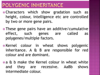  Characters which show gradation such as
height, colour, intelligence etc are controlled
by two or more gene pairs.
 These gene pairs have an additive/cumulative
effect, such genes are called as
polygenes/multiple factors.
 Kernel colour in wheat shows polygenic
inheritance. A & B are responsible for red
colour and are dominant.
 a & b make the Kernel colour in wheat white
and they are recessive. AaBb shows
intermediate colour.
 