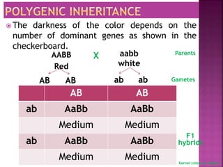  The darkness of the color depends on the
number of dominant genes as shown in the
checkerboard.
AABB
Red
X
AB
Parents
Gametes
aabb
white
AB ab ab
F1
hybrids
Kernel colour in wheat
AB AB
ab AaBb AaBb
Medium Medium
ab AaBb AaBb
Medium Medium
 