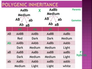 AaBb
Medium
X
F2
hybrids
Parents
Gametes
AB Ab aB ab
AB AABB AABb AaBB AaBb
Red Dark Dark Medium
Ab AABb AAbb AaBb Aabb
Dark Medium Medium Light
aB AaBB AaBb aaBB aaBb
Dark Medium Medium Light
ab AaBb Aabb aaBb aabb
Medium Light Light white
AaBb
Medium
AB ab
Ab aB
AB ab
Ab aB
 