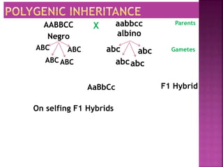 AABBCC
Negro
X Parents
Gametes
aabbcc
albino
ABC ABC
ABC ABC
abc abc
abcabc
AaBbCc F1 Hybrid
On selfing F1 Hybrids
 