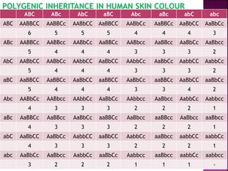 ABC ABc AbC aBC Abc aBc abC abc
ABC AABBCC AABBCc AABbCC AaBBCC AABbCc AaBBCc AaBbCC AaBbCc
6 5 5 5 4 4 4 3
ABc AABBCc AABBcc AABbCc AaBBCc AABbcc AaBBcc AaBbCc AaBbcc
5 4 4 4 3 3 3 2
AbC AABbCC AABbCc AAbbCC AaBbCC AAbbCc AaBbCc AabbCC AabbCc
5 4 4 4 3 3 3 2
aBC AaBBCC AaBBCc AaBbCC aaBBCC AaBbCc aaBBCc AaBbCC aaBbCc
5 4 4 4 3 3 4 2
Abc AABbCc AABbcc AAbbCc AaBbCc AAbbcc AaBbcc AabbCc Aabbcc
4 3 3 3 2 2 2 1
aBc AaBBCc AaBBcc AaBbCc aaBBCc AaBbcc aaBBcc AaBbcc aaBbcc
4 3 3 3 2 2 2 1
abC AaBbCC AaBbCc AabbCC aaBbCC AabbCc aaBbcc aabbCC aabbCc
4 3 3 3 2 2 2 1
abc AaBbCc AaBbcc AabbCc aaBbCc Aabbcc aaBbcc aabbCc aabbcc
3 2 2 2 1 1 1 -
POLYGENIC INHERITANCE IN HUMAN SKIN COLOUR
 