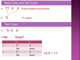 T t
t Tt tt
Tall Dwarf
t Tt tt
Tall Dwarf
 Tt X tt
Tall Dwarf
 Back Cross and Test Cross
 TT X tt Cross between pure parents
 Tt F1 Hybrid
 Test Cross
2:2 = 1:1
 