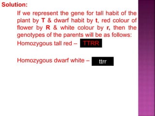 Solution:
If we represent the gene for tall habit of the
plant by T & dwarf habit by t, red colour of
flower by R & white colour by r, then the
genotypes of the parents will be as follows:
Homozygous tall red –
Homozygous dwarf white –
TTRR
ttrr
 