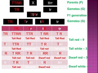 Parents (P)
TTRR ttrr
X
Gametes (G)
TR tr
F1 generation
TtRr
TR Tr tR tr Gametes (G)
TR Tr tR tr
TR TTRR TTRr TtRR TtRr
Tall Red Tall Red Tall Red Tall Red
Tr TTRr TTrr TtRr Ttrr
Tall Red Tall white Tall red Tall white
tR TtRR TtRr ttRR ttRr
Tall red Tall red Dwarf red Dwarf red
tr TtRr Ttrr ttRr ttrr
Tall red Tall white Dwarf red Dwarf white
Tall red – 9
Tall white – 3
Dwarf red – 3
Dwarf white – 1
 