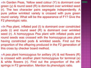 In Garden Peas, Yellow seed colour (Y) is dominant over
green (y) & round seed (R) is dominant over wrinkled seed
(r). The two character pairs segregate independently. A
pure yellow wrinkled variety is crossed with pure green
round variety. What will be the appearance of F1? Give the
F2 phenotypic ratio.
In Pea plant, inflated pod (I) is dominant over constricted
pods (i) and round seed (R) is dominant over wrinkled
seed (r). A homozygous Pea plant with inflated pods and
round seeds was crossed with the homozygous pea plant
having constricted pods & wrinkled seeds. Find out the
proportion of the offspring produced in the F2 generation of
this cross by checker board method.
DHC
A pea plant homozygous for axillary (A) & red flowers (R)
is crossed with another plant homozygous for terminal (a)
& white flowers (r). Find out the proportion of the off-
springs in F2 generation. Mention its phenotypic ratio.
 