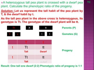 A heterozygous tall pea plant is crossed with a dwarf pea
plant. Calculate the phenotypic ratio of the progeny.
TC
Solution: Let us represent the tall habit of the pea plant by
T, & the dwarf habit by t.
As the tall pea plant in the above cross is heterozygous, its
genotype is Tt. The genotype of the dwarf plant will be tt.
Parents (P)
Tt tt
X
Gametes (G)
T
T t
t Tt tt
Tall Dwarf
t Tt tt
Tall Dwarf
t t t
Progeny
Result: One tall one dwarf (2:2) Phenotypic ratio of progeny is 1:1
 