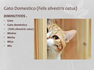 Gato Domestico (Felis silvestris catus)
DIMINUTIVOS .
• Gato
• Gato doméstico
• (Felis silvestris catus)
• Minino
• Micho
• Mizo
• Miz