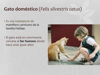 Gato doméstico (Felis silvestris catus)
• Es una subespecie de
mamífero carnívoro de la
familia Felidae
• El gato está en convivencia
cercana al Ser humano desde
hace unos 9500 años