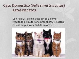 Gato Domestico (Felis silvestris catus)
RAZAS DE GATOS :
Con Pelo , si pelo incluso sin cola como
resultado de mutaciones genéticas, y existen
en una amplia variedad de colores.