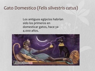 Gato Domestico (Felis silvestris catus)
Los antiguos egipcios habrían
sido los primeros en
domesticar gatos, hace ya
4.000 años.