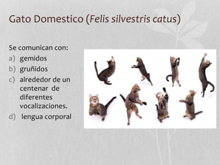 Gato Domestico (Felis silvestris catus)
Se comunican con:
a) gemidos
b) gruñidos
c) alrededor de un
centenar de
diferentes
vocalizaciones.
d) lengua corporal