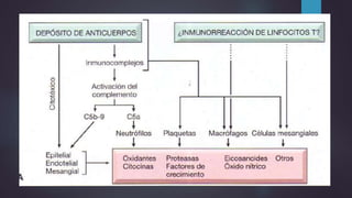 Riñón y vía urinaria