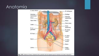 Anatomía